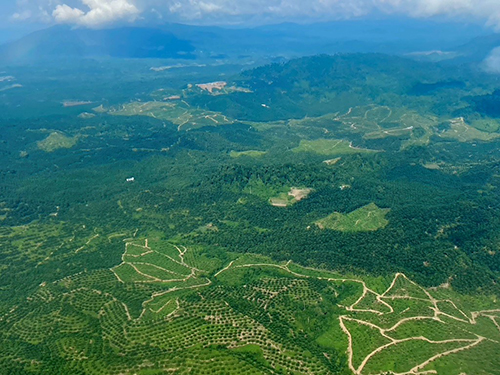 Forest Roads